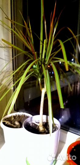 Пальма драцена