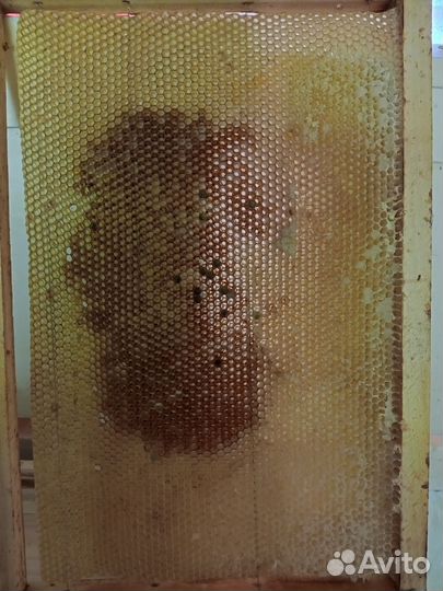 Сушь для пчел