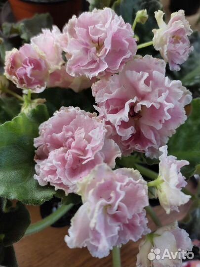 Фиалки Разные сорта и детки