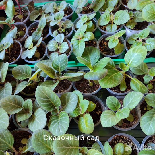 Глоксинии, ен-Новая Волна, детки, листовые черенки