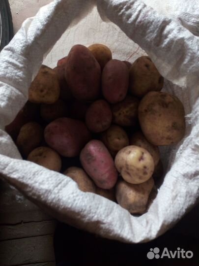 Продам картофель
