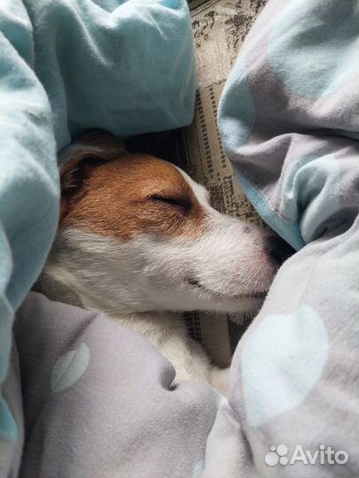 Джек рассел терьер