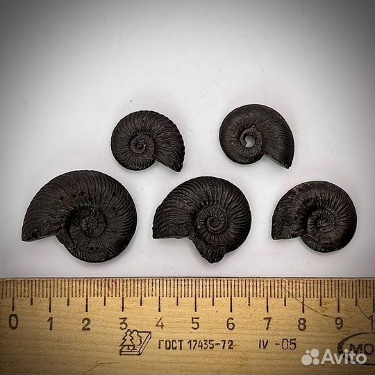 Набор Аммонитов окаменелость палеонтология ракушка