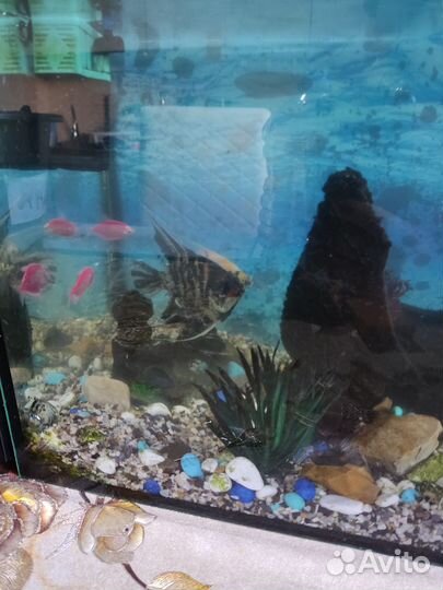 Аквариум