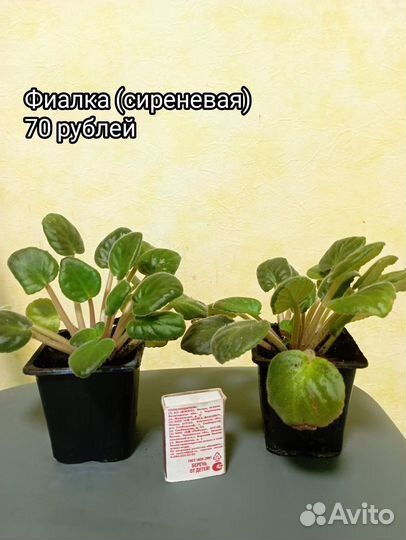 Комнатные цветы