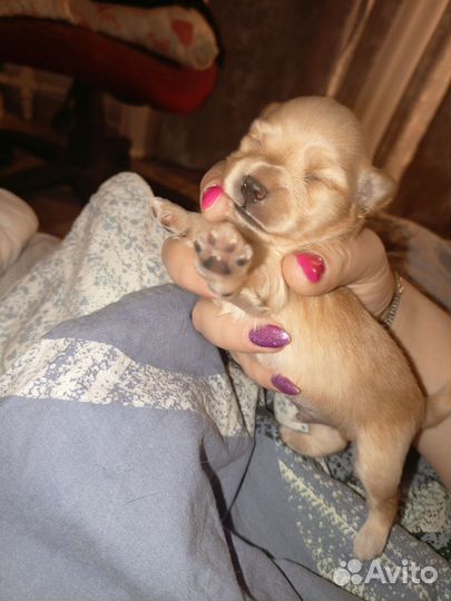 Той-терьер щенки