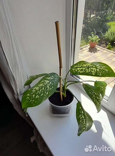 Комнатные цветы