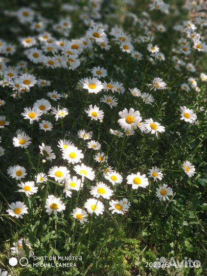 Растения для сада