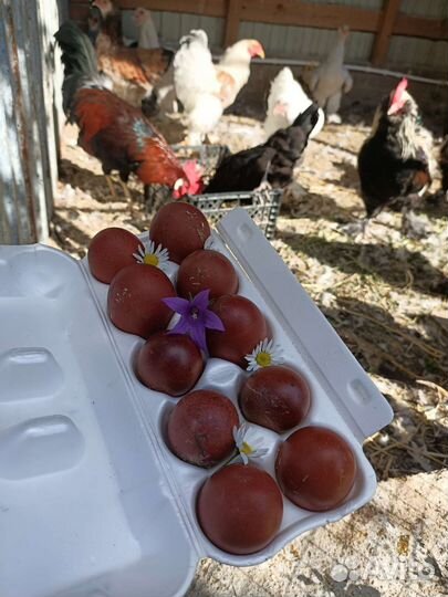 Яйцо марана