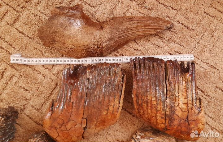 Зубы Мамонт рог Бизон