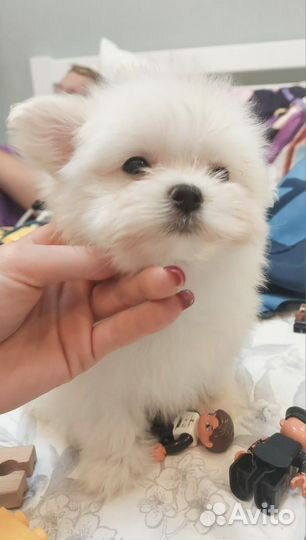 Мини мальчики мальтезе
