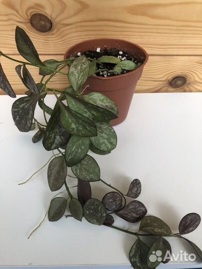 Хойи сортовые