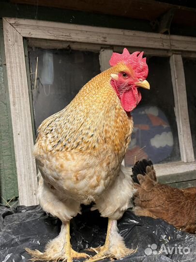 Петухи и куры брама