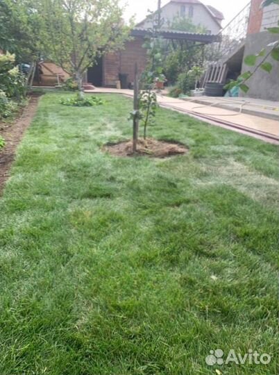 Рулонный газон 