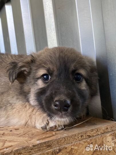 Отдам щенка в добрые руки