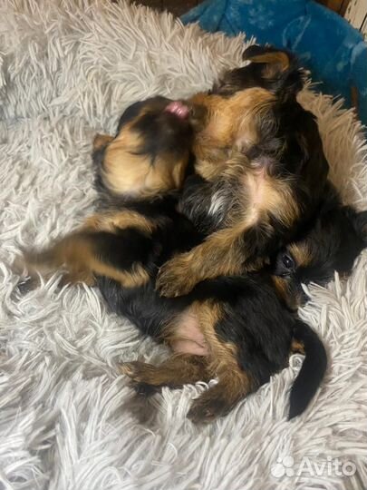 Йоркширский терьер