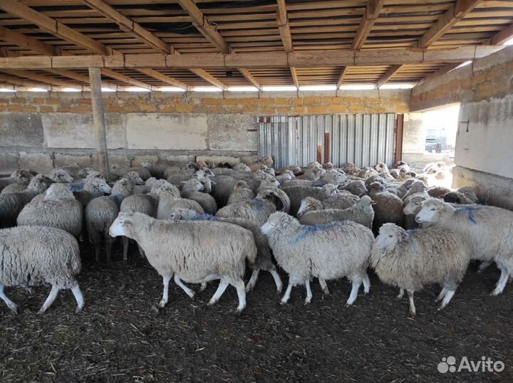 Овцы, ягнята, бараны, баранина