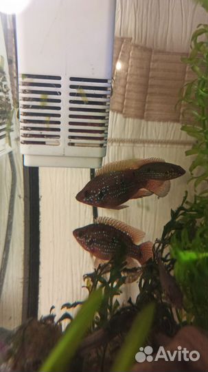 Хемихромис-красавец