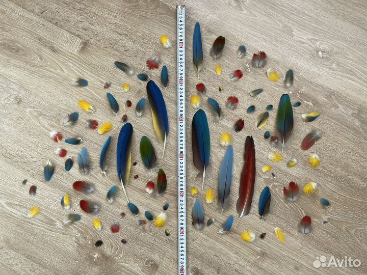 Перья крупного попугая. Лот # 4