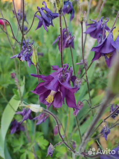 Аквилегия укорененная п9