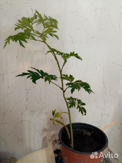 Саженцы ежевики