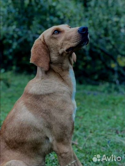 Собака в добрые руки(мальчик)