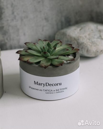 Суккуленты в бетонном кашпо