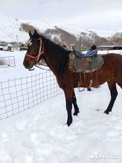 Лошадь жеребец