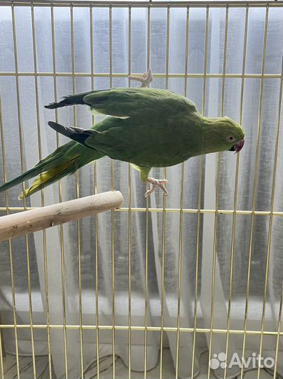 Ожереловый попугай самец