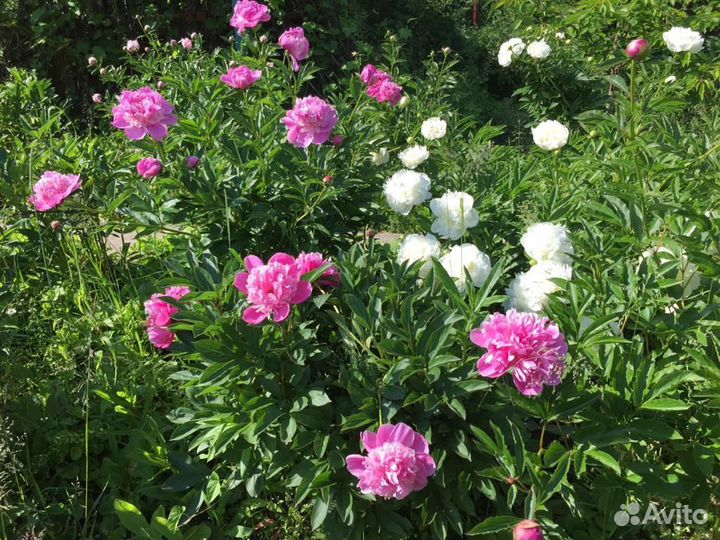 Продаю клубни пионов