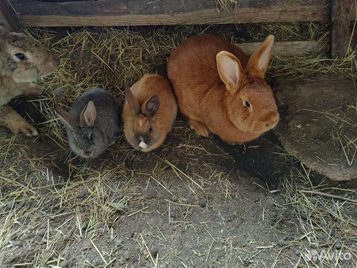 Кролики бургунские