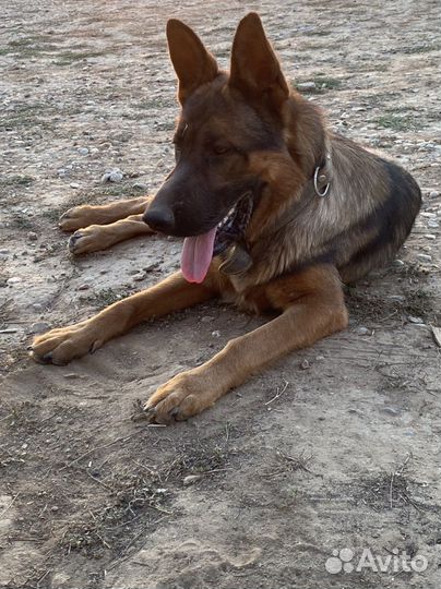 Немецкая овчарка