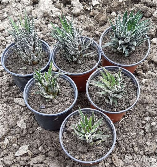 Комнатные растения