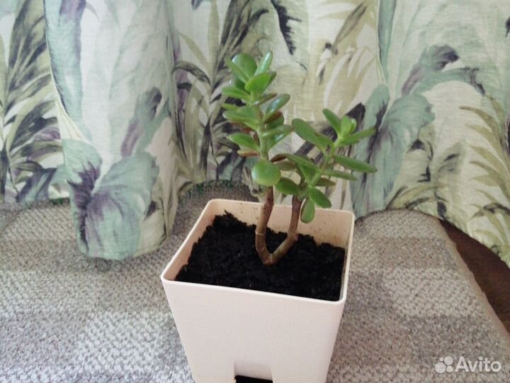 Крассула (денежное дерево) растение