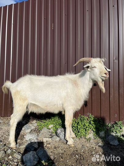 Козел на мясо