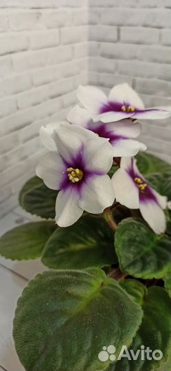 Фиалка optimara my love