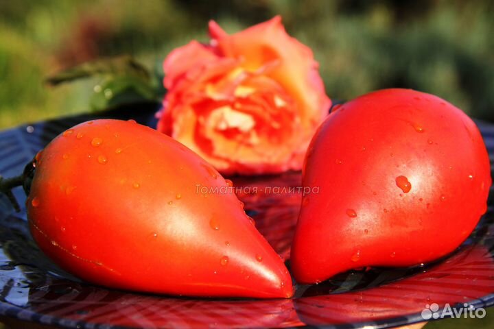 Рассада коллекционных томатов