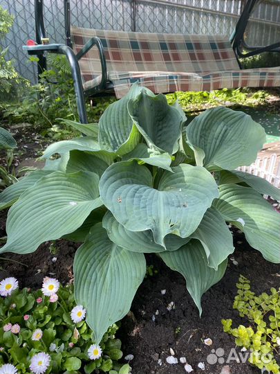 Хоста голубая Блю Мамонт Гигант