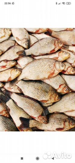 Речная рыба