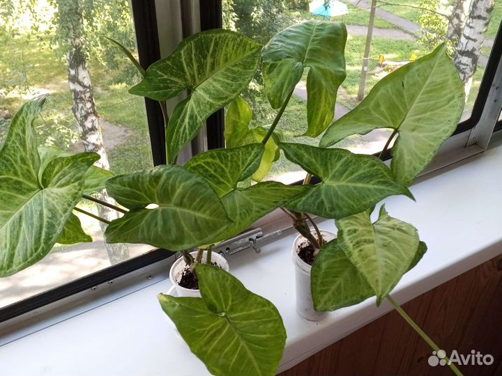 Комнатные цветы Сигнониума