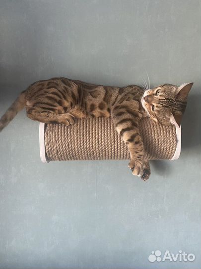 Когтеточки и Комплексы