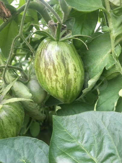 Дача 72 м² на участке 8 сот.