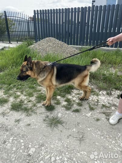 Кобель немецкой овчарки на вязку