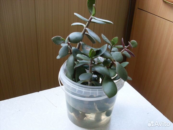 Денежное дерево (отростки)