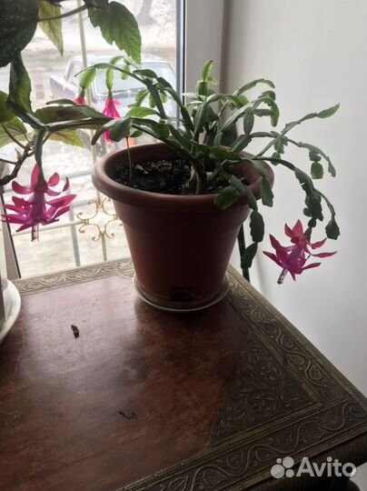 Декабрист- цветы комнатные
