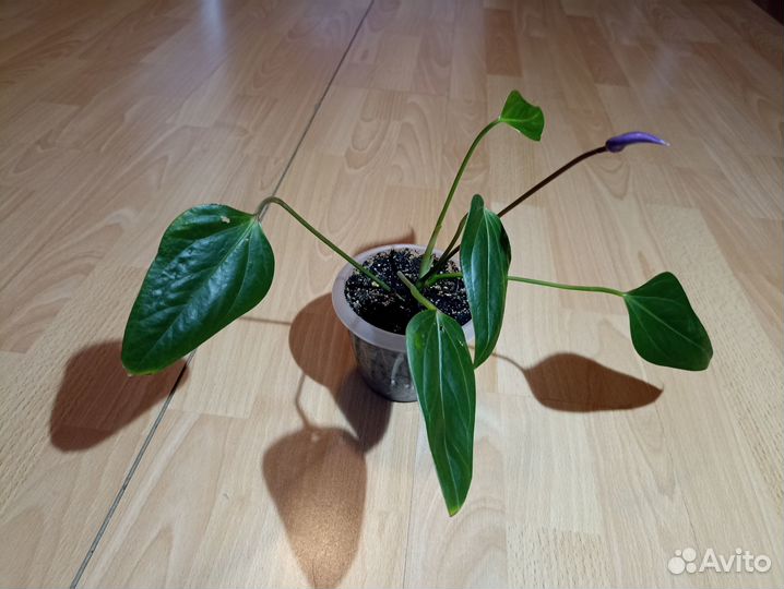 Антур Dynamit Антевекс Фиорино Саксесс Самора Зизу