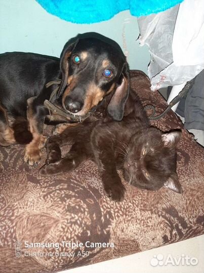 Кроличья такса