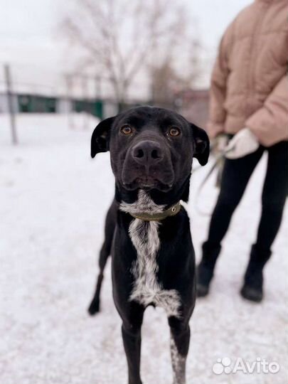 Собака в добрые руки из приюта бесплатно
