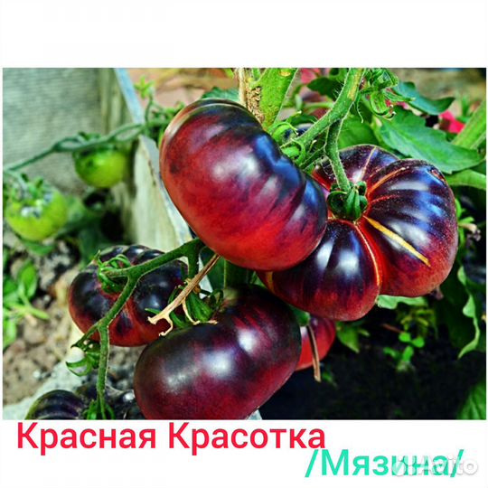 Семена томатов / коллекция