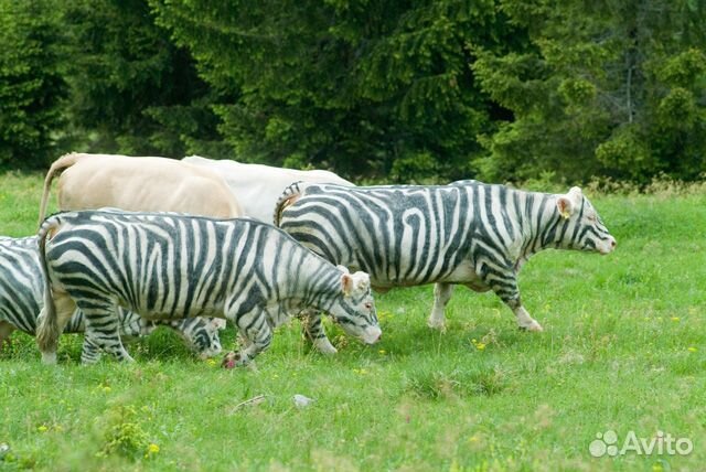 Маркер для маркировки животных RaideX